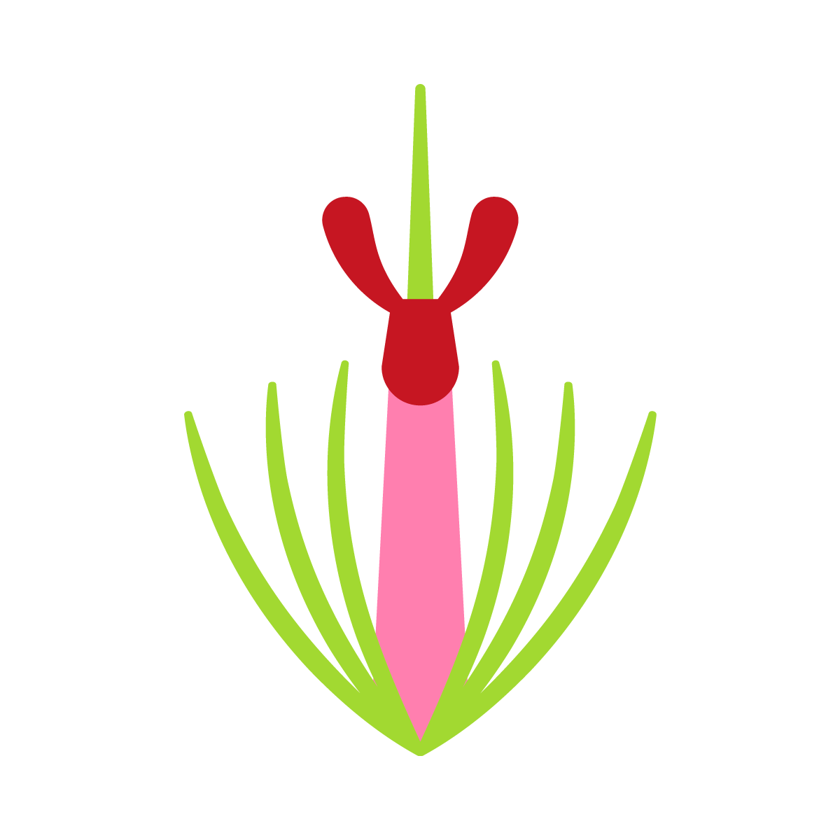 Adenanthos